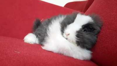 Why cant they just stay smol forever.