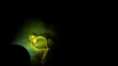 Scuba diving is fun they said