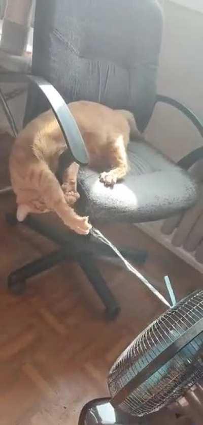 Hunting instinct is triggered