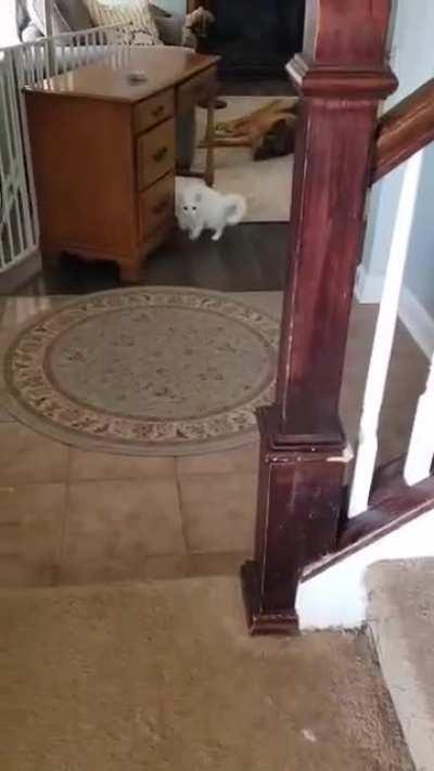 Today I learned what greeble were. Everyone at r/startledcats said this should be here. I give you Paul, my mom’s crazy cat.