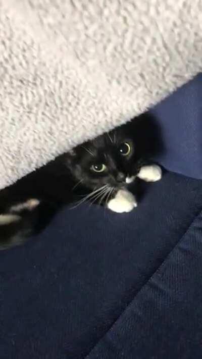 Bean in his safe place ❤️