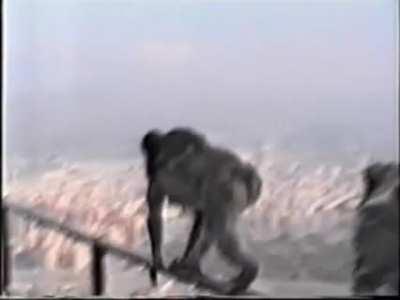 Stupid monkeydonian🤣🤣💪🏿💪🏿🇲🇰🇲🇰🇲🇰🏳️‍🌈🏳️‍🌈🏳️‍🌈🐒🐒