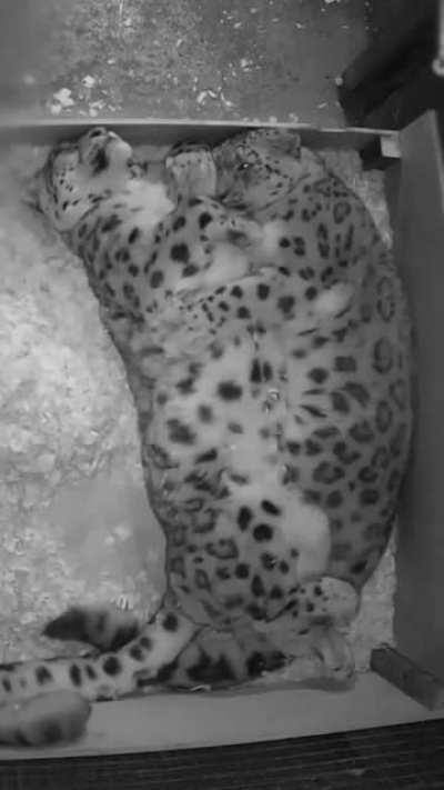 Snow leopard cuddles. (turn the volume down:)