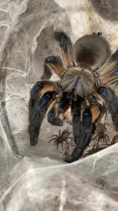 Momma Balfouri enjoying dinner with her kiddos 🕷🥰