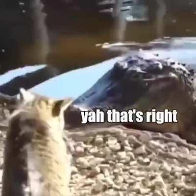 I guess cats ARE really gods...