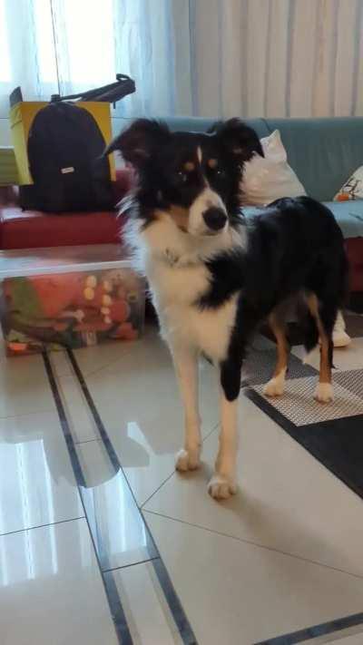 My dog listening to her vet on local radio 😂