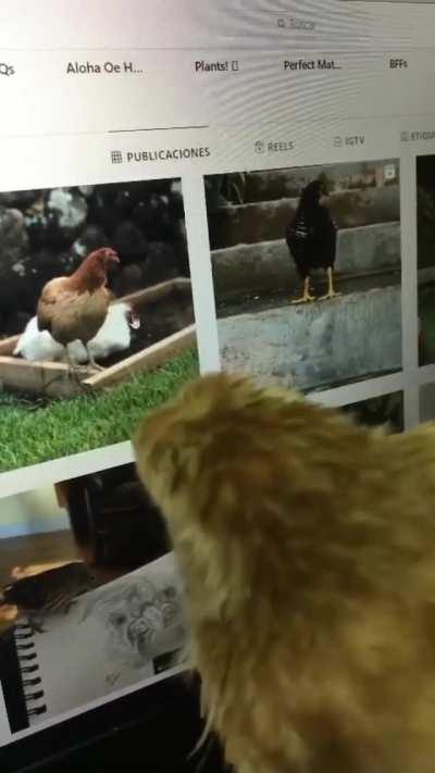 Checking out the other chickens on Instagram