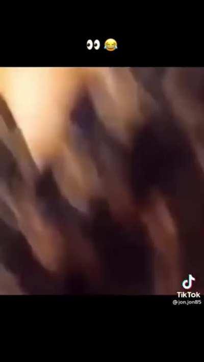 what the DOG... AHHHHH....