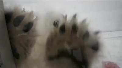 His assignment was to film polar bears for the BBC.