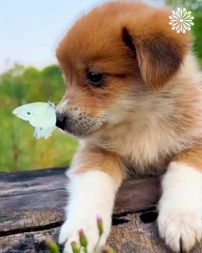 Puppy mothering duckling 