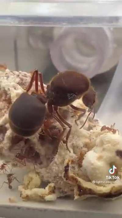 Okay do ants like rlly get this big?