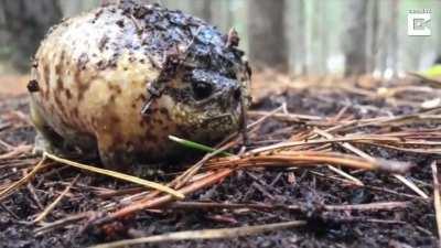 annoying everyone in the rainforest with its attention grabbing screams 🙄