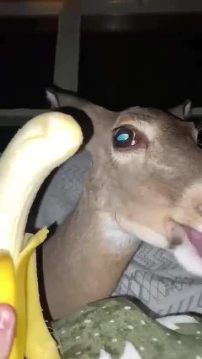 Wunker eats a banana