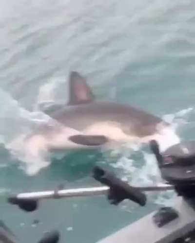 Reeling in a good-sized Salmon, when suddenly...