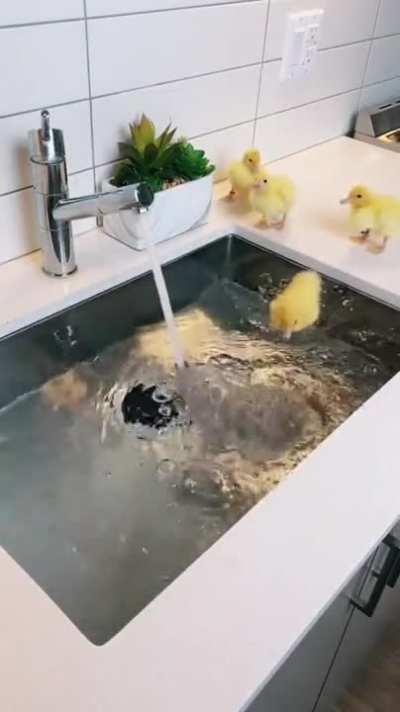 Swimming time with the guys