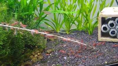 My otocincli don't know how to queue.