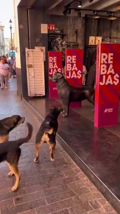 Cuidado con el perro