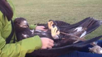 How to massage your Eagle.