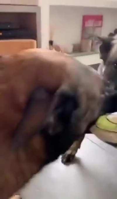 WHERE DID YA COME FRUM WHERE DID YA GOOO