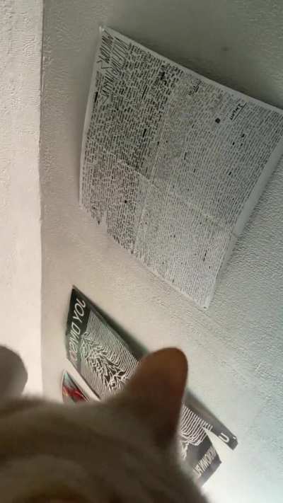 Qbert getting his morning pets :)