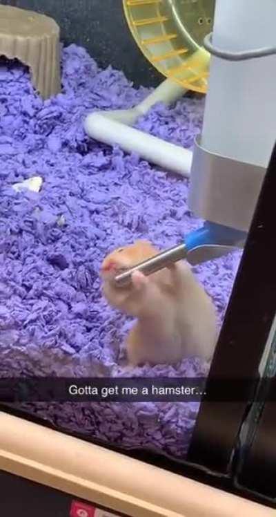 What that hamster doing?