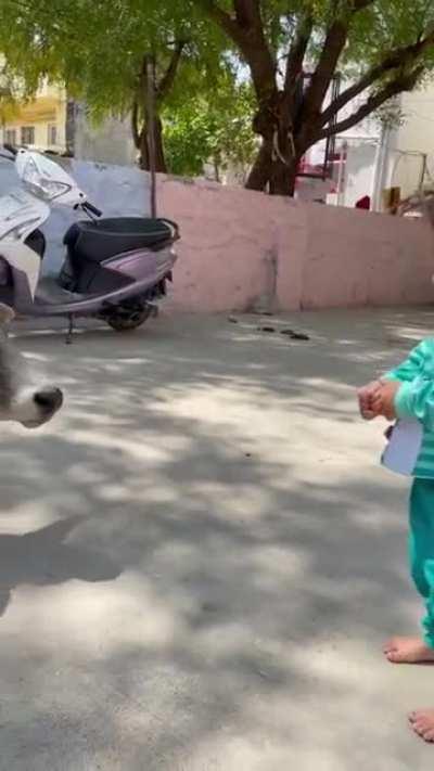 Little girl giving roti to cow