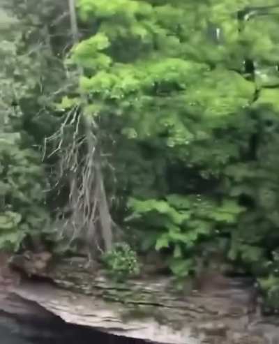 50 ft back-flop