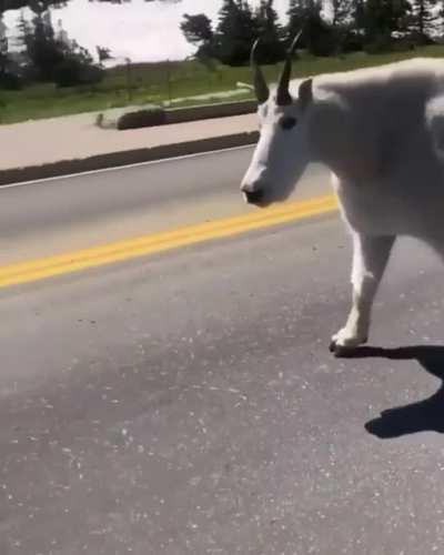 The goat of all goats