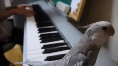 Dumbest bird in Albania 🇦🇱 🇦🇱🥵