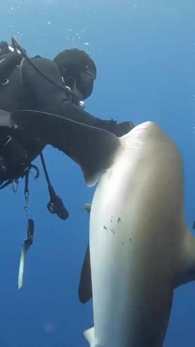 Selena the silky shark has a hook removed from her mouth