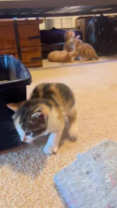 She’s practicing her pounce while her siblings fight over the braincell.