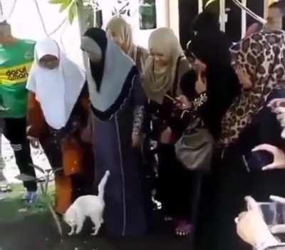 Cat refused to leave owner's grave😢