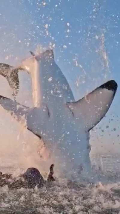 Gigantic shark goes airborne