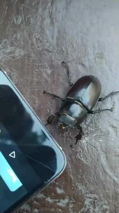 SILKSONG GAMEPLAY LEAKED