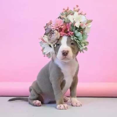 Flowery Pitbull
