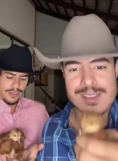 Diga não ao vape 😡, fume pintinho