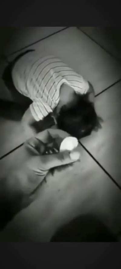 Não pode comer pedra...