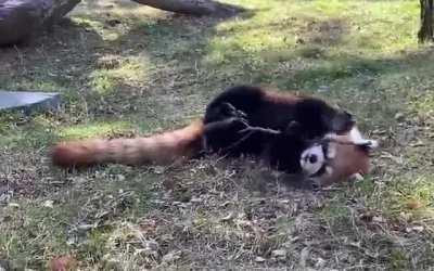 The red panda was the first animal to be given the name ‘panda’ first, about fifty years before the giant panda.