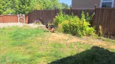 Oscar loves to chase bugs in the yard.