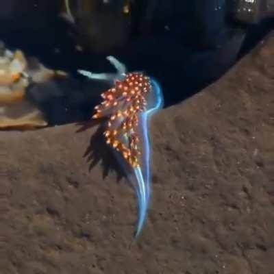 🔥 This beautiful, colorful Sea Slug looks like it's on fire.