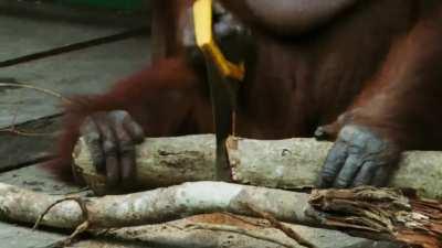An orangutan sawing a tree