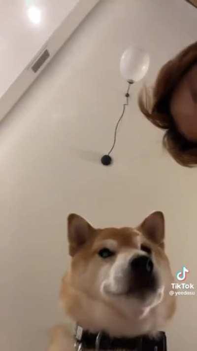 secret lives of pets