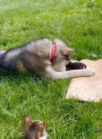Mom cat introduces her brother dog, her tiny cat