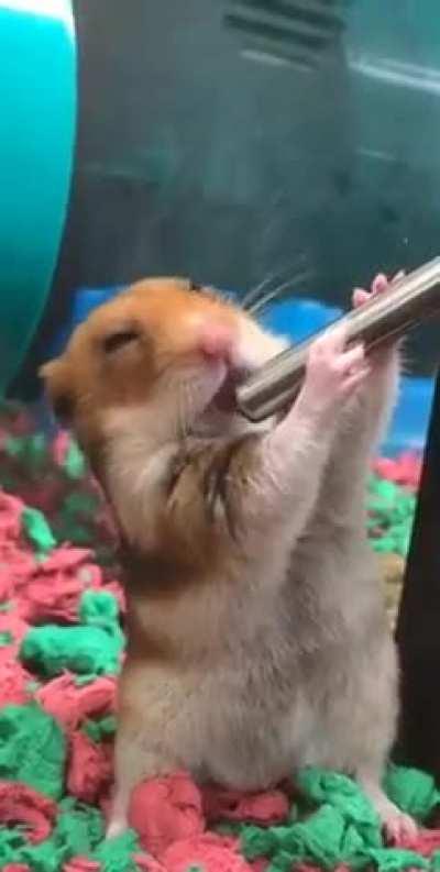 This hamster is having a drink.