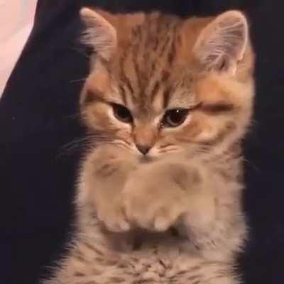 Those are some angy biscuits