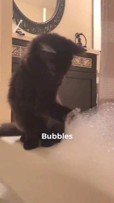 Кошачье любопытство.