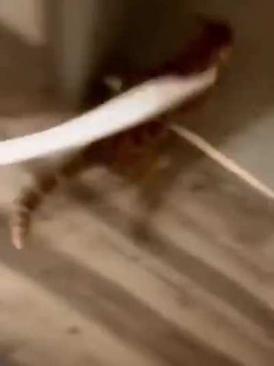 ¡Es la hora naranjosa!