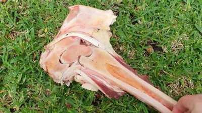 Dog bone shows cross section of a moving joint.