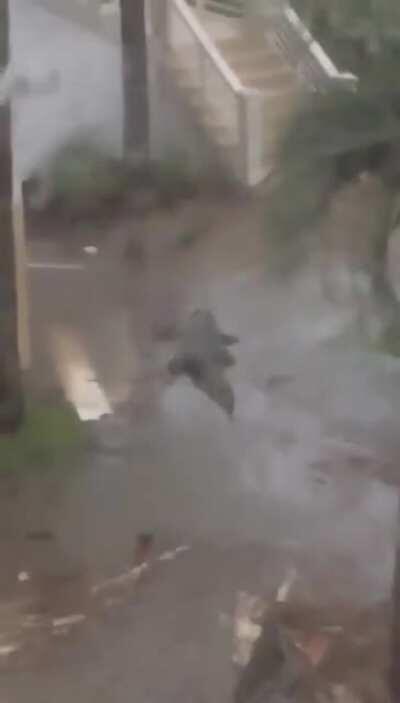 Monster gator displaced into a neighborhood by Hurricane Sally in Gulf Shores, Alabama