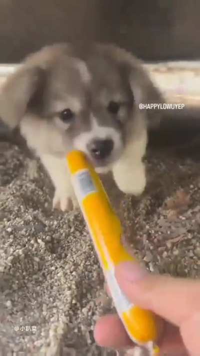 Foolish wunk gets fooled. (the fool) 